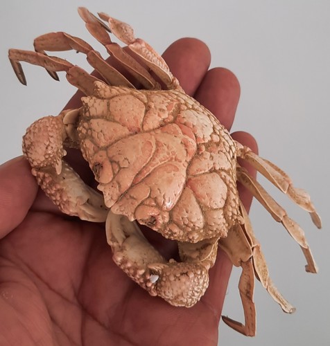Curiosité taxidermie - ,,