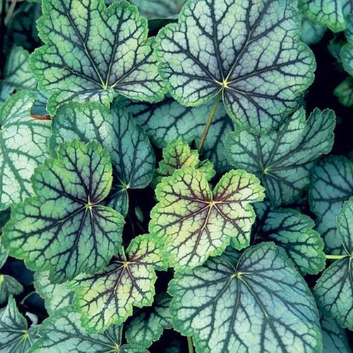 Plante vivace fleurie heuchera - fleurie,