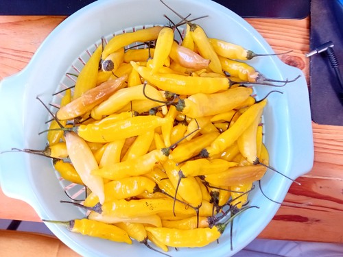 Graines piment lemon - 20,