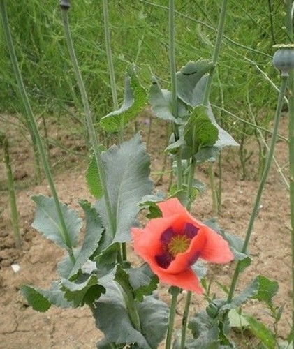 Pavot coccinelle cherry - ♫,