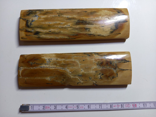De mammouth fossilisé - ",