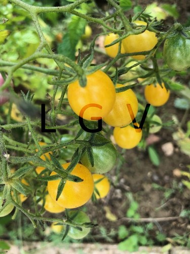 Graines tomates cerises - graines, de