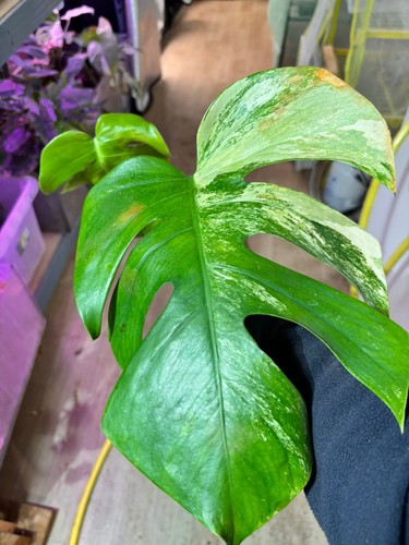 Bouture monstera yellow - bouture,
