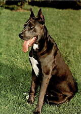 Great Dane, Blaue Deutsche Dogge, Dogue allemand bleu, L. Sch Postcard