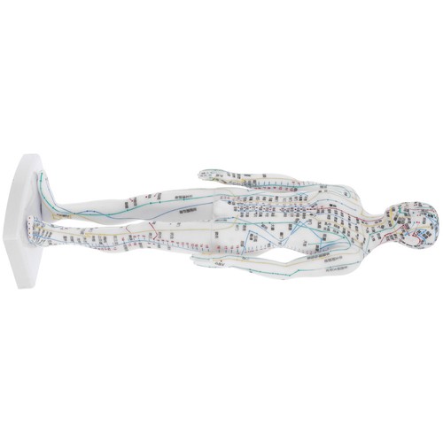 Modèle acupuncture humaine - modèle,