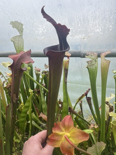 Plantes carnivores sarracenia - carnivores,