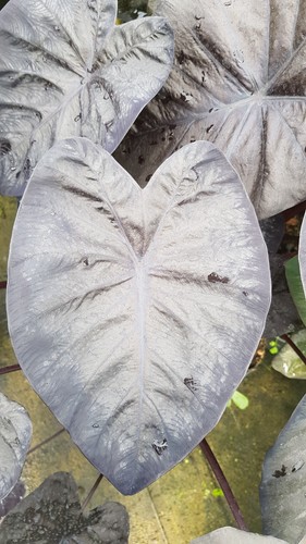Colocasia black sapphire - 'black,