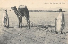Old postcard ALGERIE UNE CHARRUE