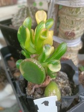 Cactus et plantes grasses : crassula ovata Gollum variegata, plant h 5,5/10 cm