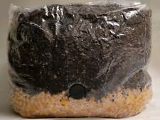 All In One Mushroom Grow Bag Yellow Corn Cvg Mix 5lb