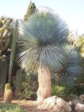 Thompson Yucca - Palmita 10+