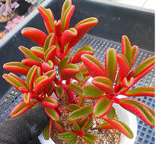 Cactus, plantes grasses : peperomia graveolens 'Ruby', hauteur 8/10 cm