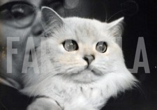 Photo De Presse Vintage France, Persan Chinchilla Blanc, 1959, Tirage 18x13 Cm