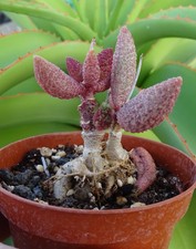 ADROMISCHUS ANTIDORCATUM