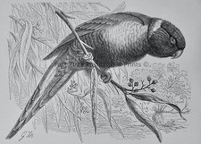 c1895 Antique Print THE SWAINSON LORIQUET PARROT Royal Natural History, Lydekker
