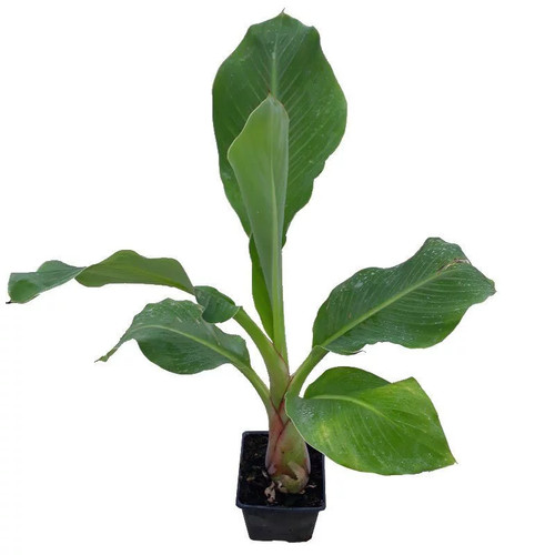 Musella lasiocarpa lotus - lasiocarpa,