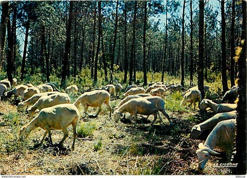 Carte postale animaux - carte,