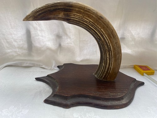 Trophée défense sanglier - trophée,