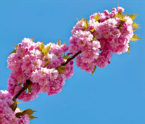 Prunus serrulata cerisier du - prunus,