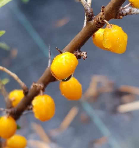 Hippophae rhamnoides hergo - hippophae, 'hergo'
