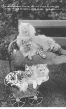 CATS AC#MK900 WHITE CATS AND TIGER ON A COUCH AND STROLLER