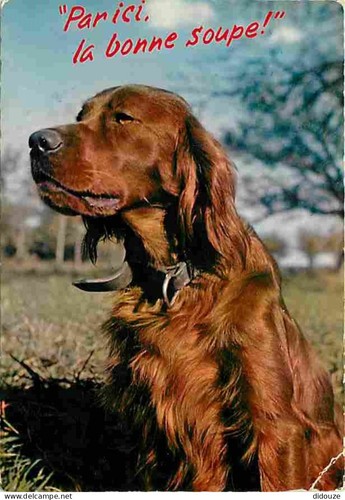 Carte postale animaux - carte,