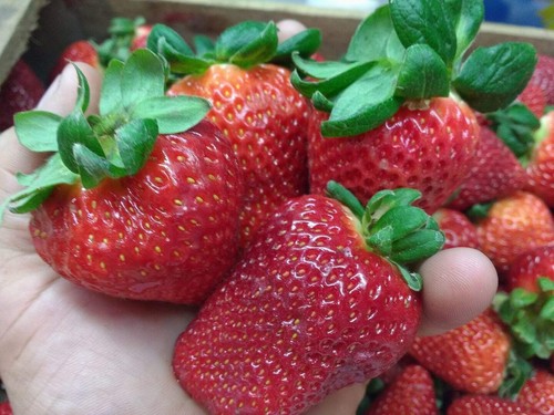 Fraise géante maxim 50 - fraise,