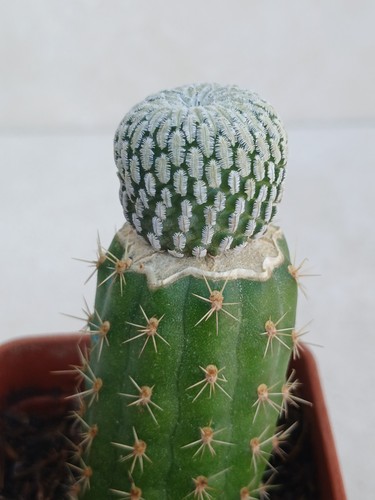 Pelecyphora asseliformis - pelecyphora,
