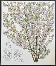 Botanique Cerisier du Japon par Hans Schwazenbach Planche couleur de 1959