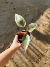 Philodendron ‘Pink Princess’ – Feuillage panaché rose et chocolat, plante rare