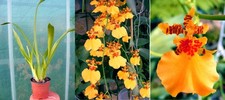 Oncidium Gower Ramsey