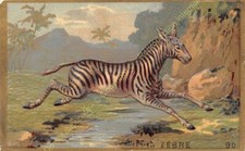 Chrome ZEBRA ANIMALS EMBOSSED WAFFLE n90