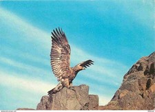 Animals - Birds - Raptors - Imperial Eagle - Golden Eagle - Steinadler - CPM -