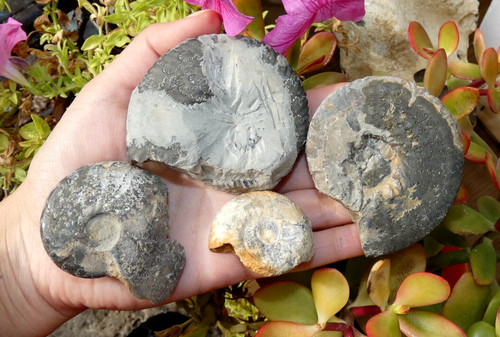 Lot fossile ammonite pyrite - fossile,