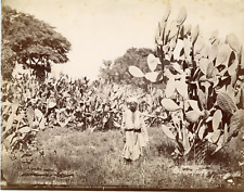 Algeria, Algiers, fig plantation in background vintage albumen print 