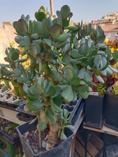 Cactus, plantes grasses: crassula arborescens undulatifolia "blue jade", 9/10 cm