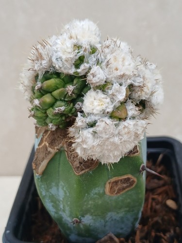 Obregonia denegrii monstrosus - obregonia,