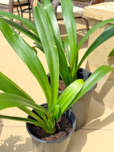 Large mature yellow clivia - mature,
