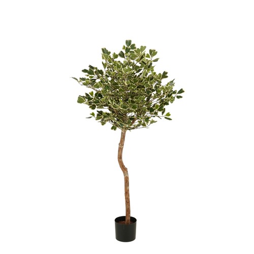 Mica decorations ficus - mica,