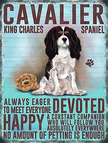 Cavalier king charles spaniel - cavalier,
