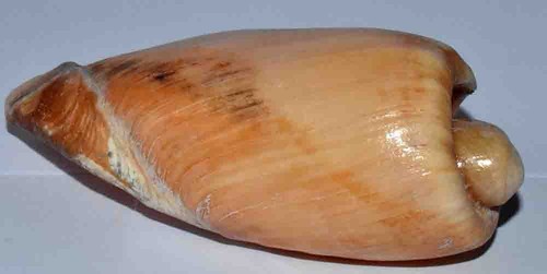 Coquillages volute cymbium - -,
