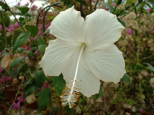 Hibiscus fidji - hibiscus,