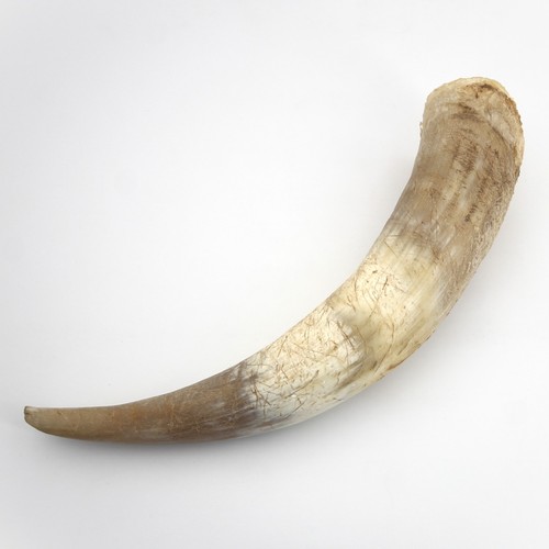 Corne vache bovine - corne,