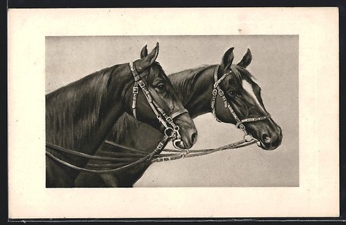 Carte postale deux chevaux