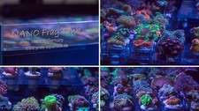 Boutures coraux pour aquarium