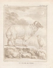 Mouton Bélier Tunis Gravure