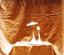 Coulemelle Mushroom c1920 Photo Vintage Glass Plate V35L22n2