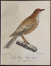 1830 - Grive Draine - Très rare lithographie ancienne d'oiseau (Ornithologie)
