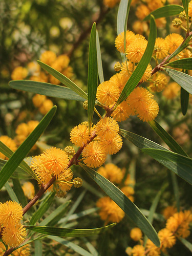 Acacia confusa graines - confusa,,