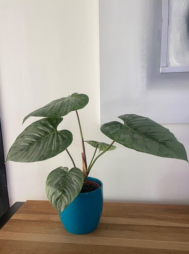 Rare philodendron sidoroi - philodendron,